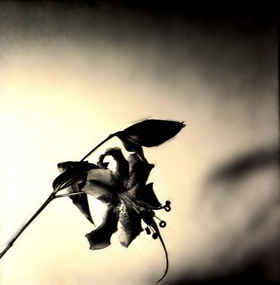 Flor