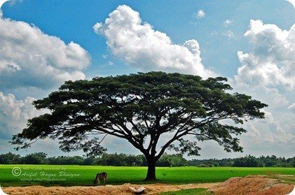 arbol y naturaleza