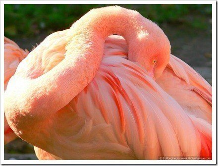 flamingo