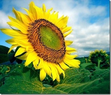 flowers_68