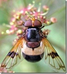 fotografias-de-insectos-14