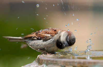 Pajaro