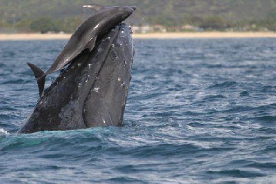 Delfin